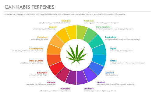 Terp Profile