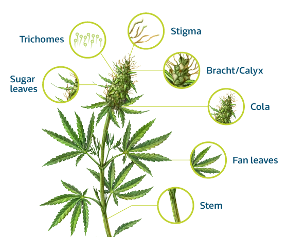 Cannabis Plant Anatomy – BUDSSMOKE