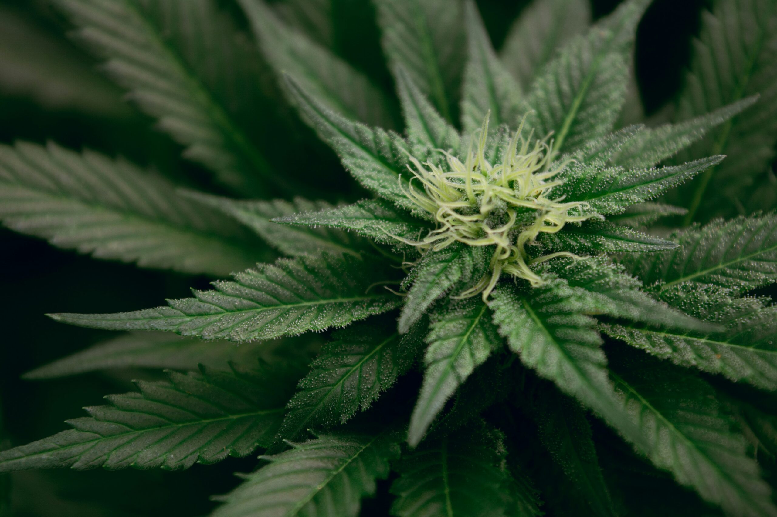 image of cannabis plant