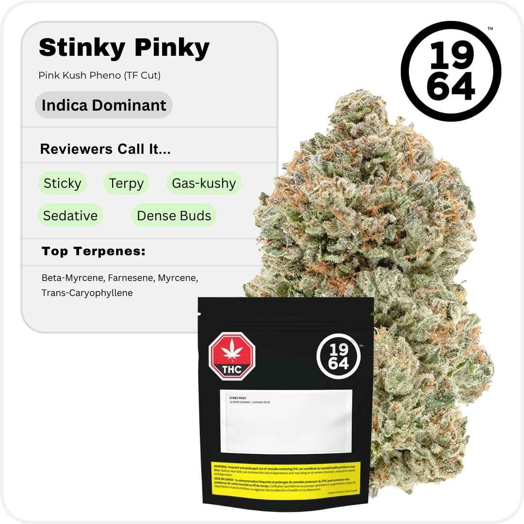 Stinky Pinky by 1964 cannabis brand graphic with Gas-Kushy strain profile label on clean minimalist background